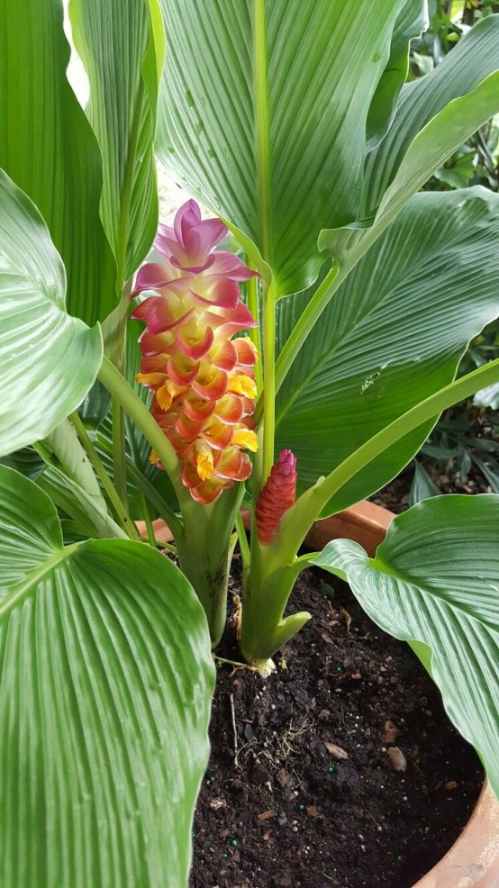 Multi Color Ginger 2